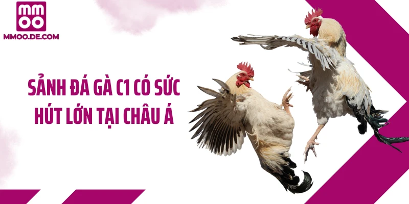 Sảnh đá gà C1 có sức hút lớn tại châu Á